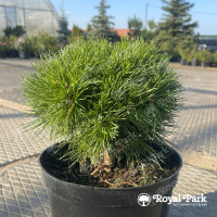 Сосна горная «Бенджамин» (Pinus mugo Benjamin)