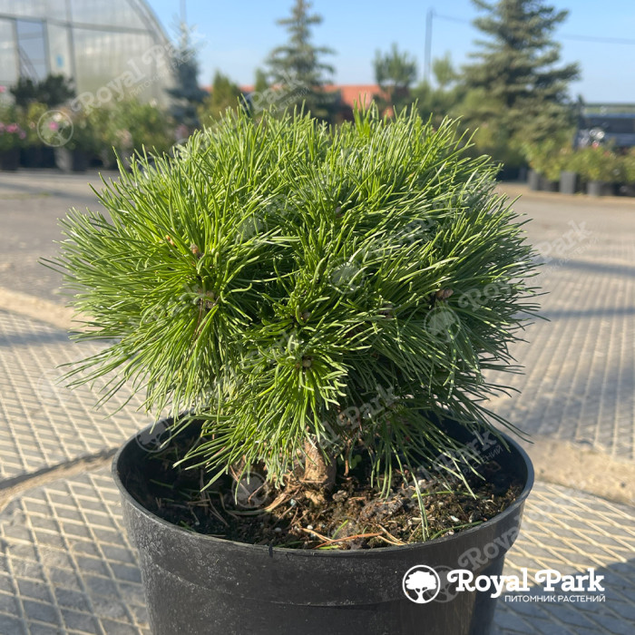 Сосна горная «Бенджамин» (Pinus mugo Benjamin)
