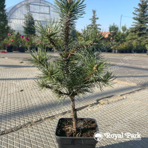 Сосна горная «Арпад» (Pinus mugo ARPAD)