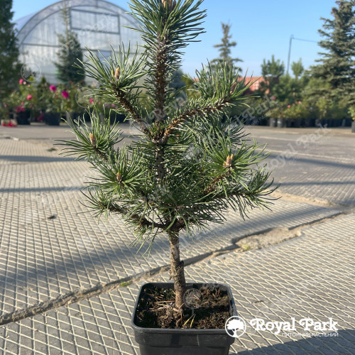 Сосна горная «Арпад» (Pinus mugo ARPAD)