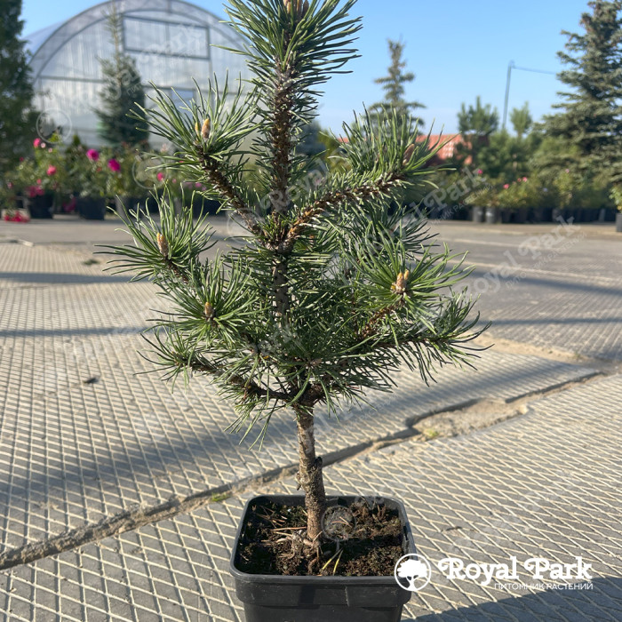 Сосна горная «Арпад» (Pinus mugo ARPAD)