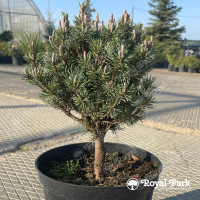 Сосна горная «Грюне Кугель» (Grune Kugel)