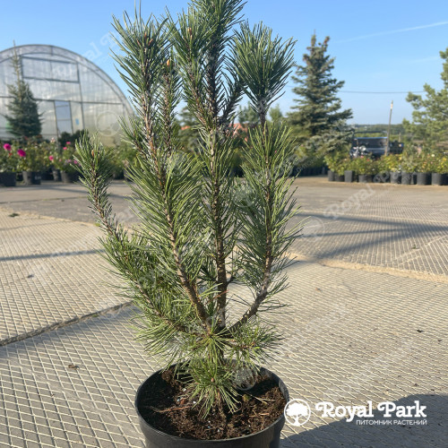 Сосна горная «Риги»