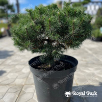 Сосна Горная «Мопс»