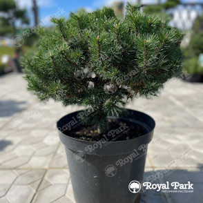 Сосна Горная «Мопс»