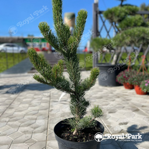 Сосна «Орегон Грин»