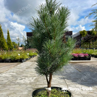 Сосна «Фастигиата» (голубая)