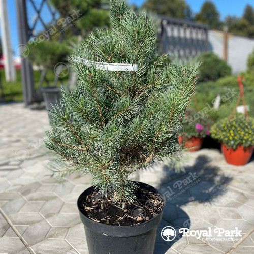 Можжевельник «Хиберника»