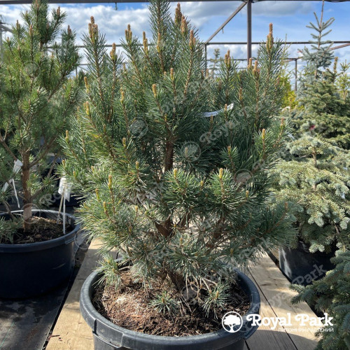 Тис «Хилли»