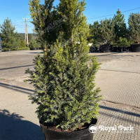 Тис бакката «Гоплана»