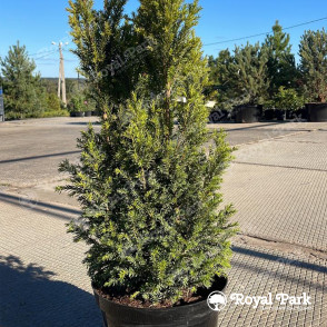 Тис бакката «Гоплана»