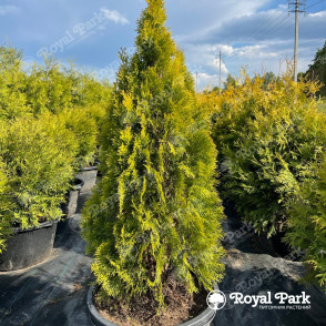 Туя «Голден Смарагд» 