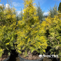 Туя западная «Еллоу риббон»