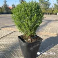 Туя западная «Тедди»