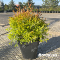 Туя «Файер Чиф» (Fire Chief)