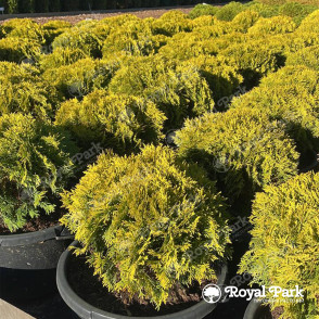 Туя западная «Мириам»