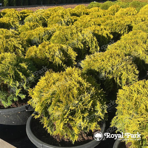 Туя западная «Мириам»