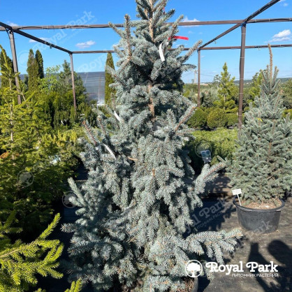 Ель колючая «Хупси»