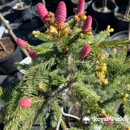 Ель обыкновенная "Акрокона"