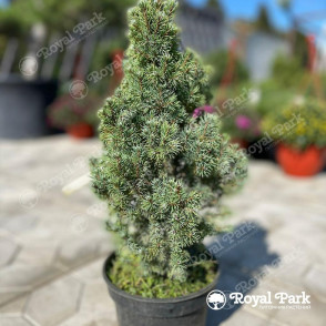 Ель канадская «Сандерс Блю»