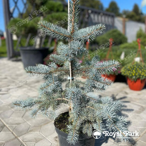 Ель колючая «Хото»