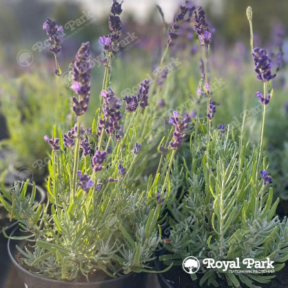 Лаванда в ассортименте