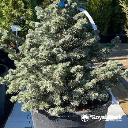 Пихта субальпийская «Компакта»