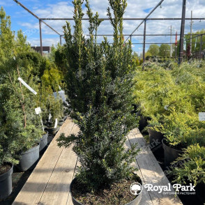 Тис «Хилли»