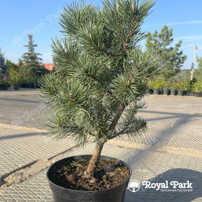 Сосна горная Колумбо (Columbo)