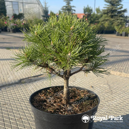 Сосна горная Винтерсонн (Wintersonne)