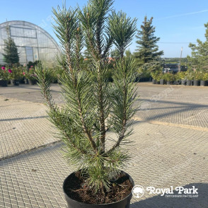 Сосна горная «Риги»