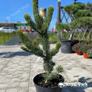 Сосна «Орегон Грин»