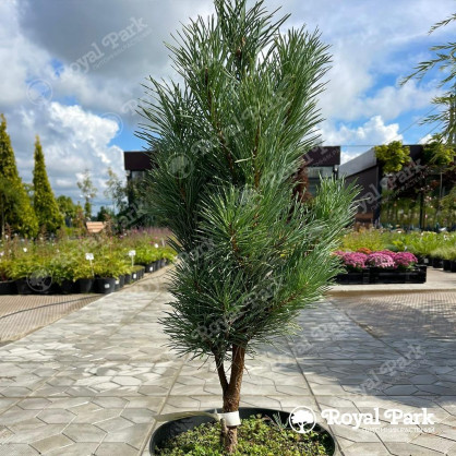 Сосна «Фастигиата» (зеленая)