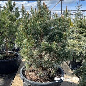 Сосна Нана «Компакта»