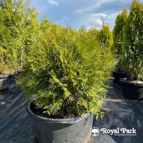 Туя «Глобоза»