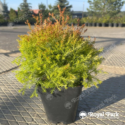 Туя Файер Чиф (Fire Chief)