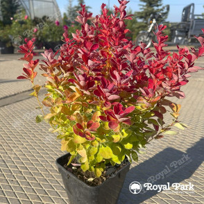 Барбарис Тунберга «Адмирейшин»