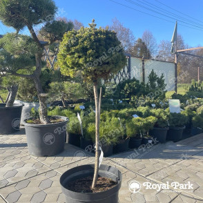 Ель обыкновенная «Дампи» на штамбе