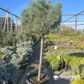 Сосна «Маруся» на штамбе