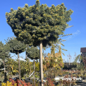 Ель обыкновенная «Маунтнерам» (Mouthneram) на штамбе