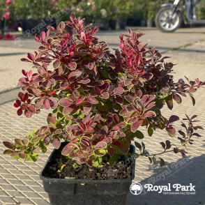 Барбарис «Оранж Айс»