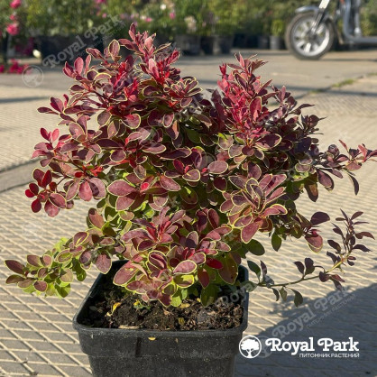 Барбарис «Оранж Айс»