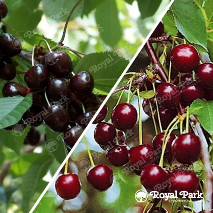 Дерево-сад Вишня Жуковская (прививки Владимирская, Шоколадница)