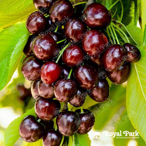 Дерево-сад Вишня Шоколадница (прививки Ночка, Любская)