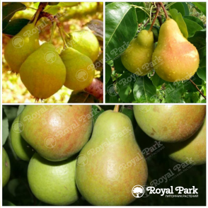 Дерево-сад Груша Чижовская (прививки Лада, Детская)