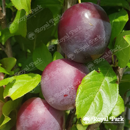 Дерево-сад Слива Империал (прививки Мирабель, Шарафуга)