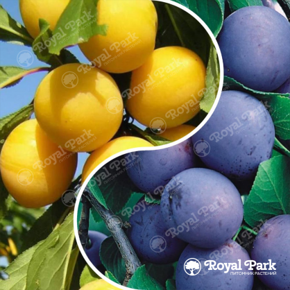 Дерево-сад Слива Конфетная (прививки Желтая крупноплодная, Ренклод ранний)