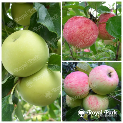 Дерево-сад Яблоня Белый налив (прививки Грушовка Московская, Коричное полосатое)