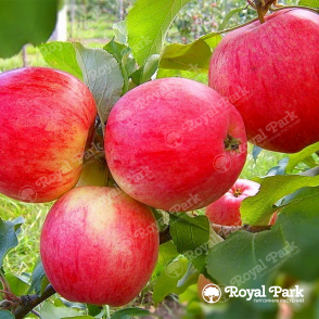 Дерево-сад Яблоня Мельба (прививки: Медуница, Конфетное)