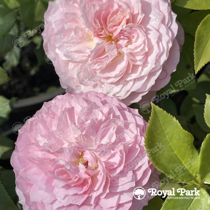 Роза на штамбе Констанс